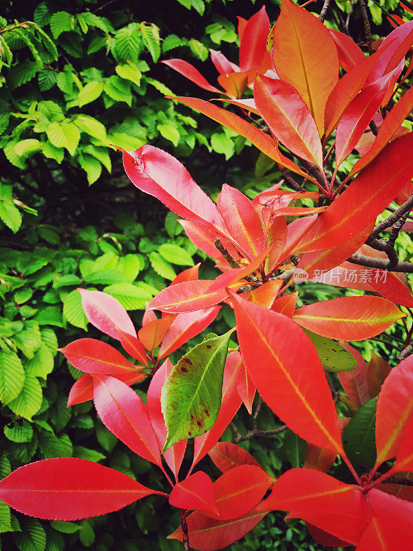 红色红叶石楠“红知更鸟”树叶的特写，在春天的角木篱笆(Carpinus betulus)